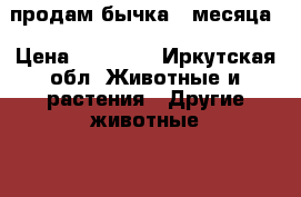 продам бычка 4 месяца › Цена ­ 16 000 - Иркутская обл. Животные и растения » Другие животные   . Иркутская обл.